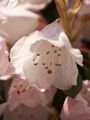 Rhododendron anwheiense-2 Różanecznik